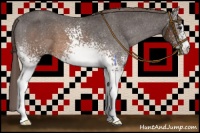 Horse Color:White Spotted Buckskin Appaloosa 
