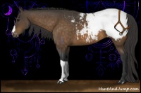 Horse Color:Buckskin Appaloosa 