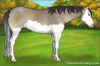 Horse Color:Smoky Grullo Onyx Splash 