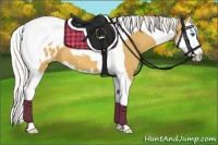 Horse Color:Silver Buckskin Splash Tobiano Appaloosa 