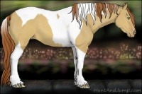 Horse Color:Sable Cream Champagne Dun Tobiano Varnish 