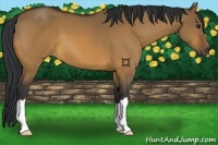 Horse Color:Brown Dun 