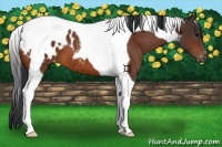 Horse Color:Bay Tobiano Appaloosa
