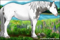 Horse Color:Grullo Sabino Splash Tobiano Appaloosa 