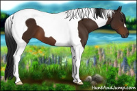 Horse Color:Gray Bay Tobiano 