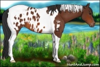 Horse Color:Bay Tobiano Appaloosa 