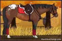 Horse Color:Bay Appaloosa Rabicano