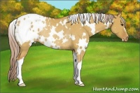 Horse Color:White Spotted Palomino Dun Appaloosa Rabicano 
