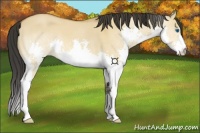 Horse Color:Bay Dun Splash 