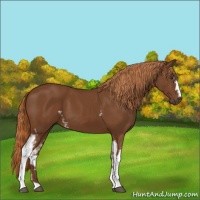 Horse Color:White Spotted Chestnut 