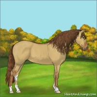 Horse Color:Red Dun