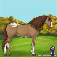Horse Color:White Spotted Red Dun Varnish 