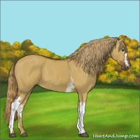 Horse Color:White Spotted Red Dun