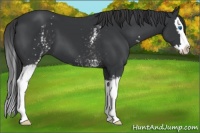 Horse Color:White Spotted Black Splash