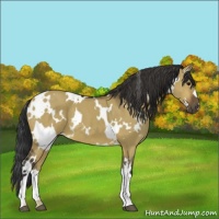 Horse Color:White Spotted Buckskin Dun 