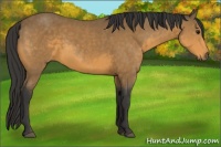 Horse Color:Buckskin 