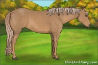 Horse Color:Palomino