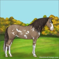Horse Color:White Spotted Classic Champagne Splash