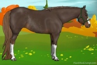 Horse Color:Liver Chestnut Rabicano 