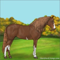 Horse Color:White Spotted Chestnut 