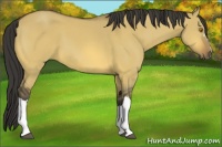 Horse Color:Buckskin Dun