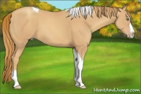 Horse Color:Gold Champagne Splash Tobiano 