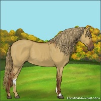 Horse Color:Red Dun 