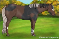 Horse Color:White Spotted Black and Silver Black