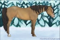 Horse Color:Sable Champagne Sabino 