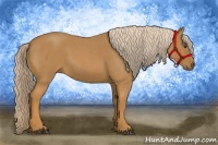 Horse Color:Palomino Roan