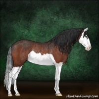Horse Color:Bay Splash Rabicano
