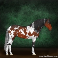 Horse Color:White Spotted Bay 