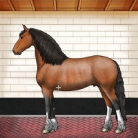 Horse Color:Bay Rabicano 