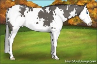 Horse Color:White Spotted Grullo Splash Appaloosa 