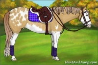 Horse Color:Palomino Dun Sabino Splash Appaloosa Rabicano 