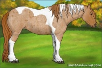 Horse Color:Red Roan Tobiano 