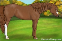 Horse Color:Chestnut 