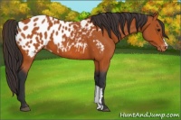 Horse Color:Bay Appaloosa 