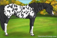 Horse Color:Black Appaloosa 