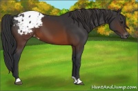 Horse Color:Brown Appaloosa 