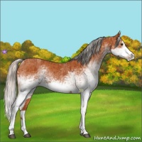 Horse Color:White Spotted Bay Splash  and White Spotted Silver Bay Splash 