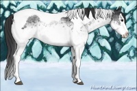 Horse Color:White Spotted Black Splash Tobiano 