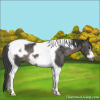 Horse Color:Black Tobiano Frame