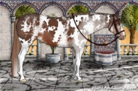 Horse Color:White Spotted Liver Chestnut 