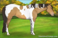Horse Color:Amber Champagne Tobiano 