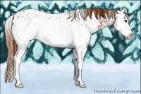 Horse Color:White Spotted Red Roan Splash Appaloosa 