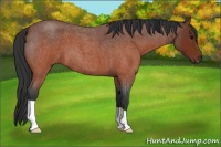 Horse Color:Brown Roan