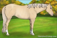 Horse Color:Gold Cream Champagne Roan Rabicano 