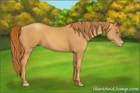Horse Color:Gold Champagne 