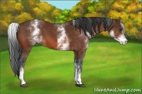 Horse Color:White Spotted Bay 